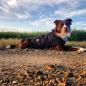 Mobile Preview: CARHARTT Hundemantel - DOG CHORE COAT - schwarz