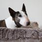 Preview: Hundebett - XL - Bully Yard