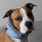 Preview: dog scarf  - LOOP - Blue Ice