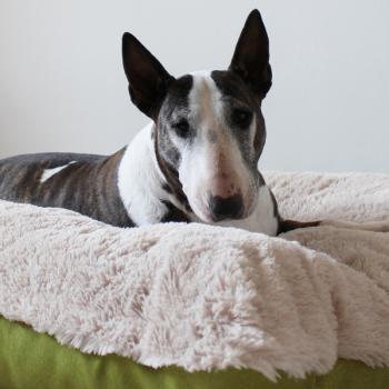 Hundebett - L - Bully Yard