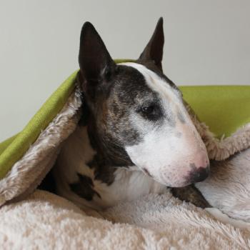 Dog Bed - M - Bully Cave