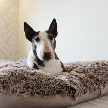 Hundebett - XL - Bully Yard