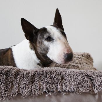 Hundebett - XL - Bully Yard