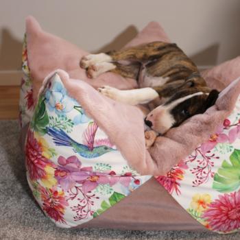 Kronenkissen - Hund - Raptor Jungle