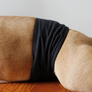 Gentleman Wrap / Gentleman Belt - for dogs - BLACK