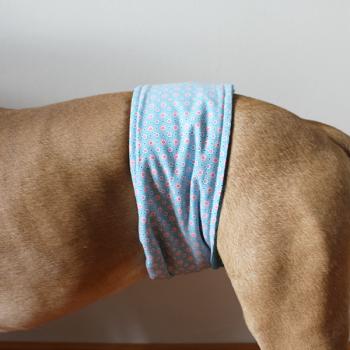 Gentleman Wrap / Gentleman Belt - for dogs - PACKED PETROL