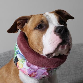 Preview: Hundeschal - LOOP - Jungle Flowers