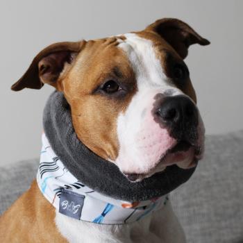 Preview: Hundeschal - LOOP - Colorful Umbrellas