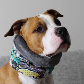 dog scarf  - LOOP - Comic Style