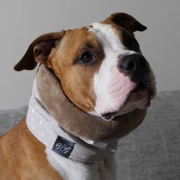 Preview: Hundeschal - LOOP - Cream Dream