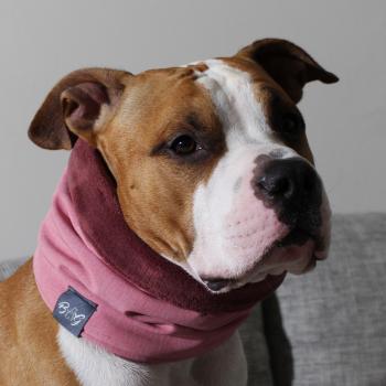 dog scarf  - LOOP - Raspberry