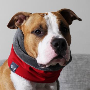 dog scarf  - LOOP - Red Baron