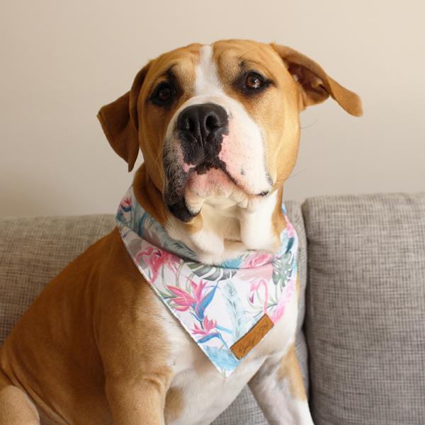 Hund Halstuch / Bandana - TROPICAL