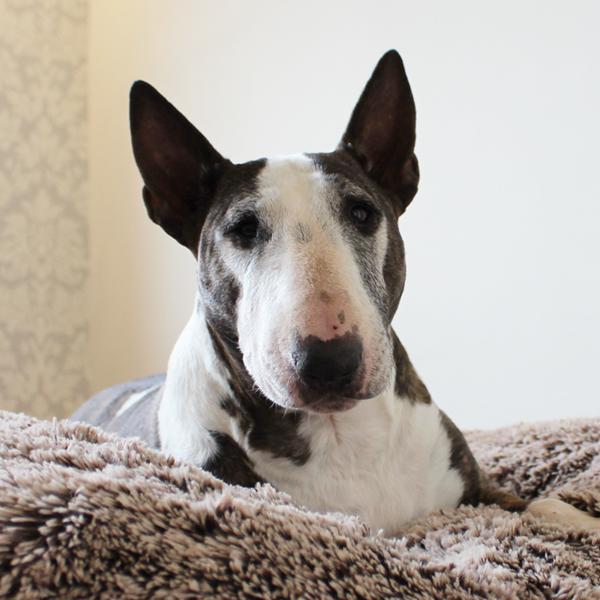 Hundebett - XL - Bully Yard