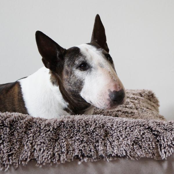 Hundebett - XL - Bully Yard